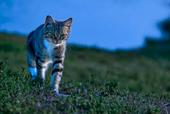 Могат ли котките да ходят насън