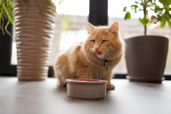 Gato jengibre joven después de comer comida de un plato mostrando la lengua