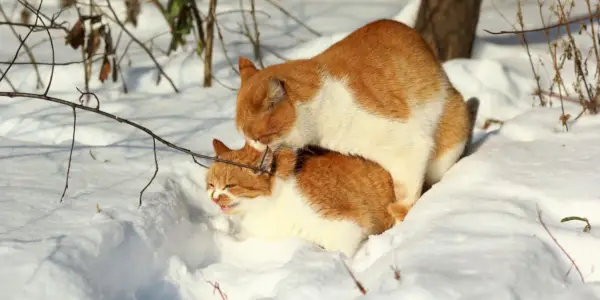 Les chats aiment-ils le sexe ? La réponse pourrait vous surprendre