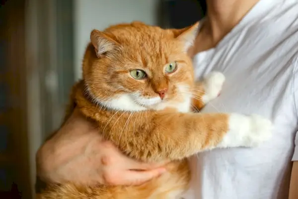 Porträt einer großen, pummeligen Ingwerkatze.