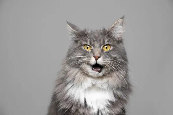 Süße blau getigerte und weiße Maine-Coon-Katze.