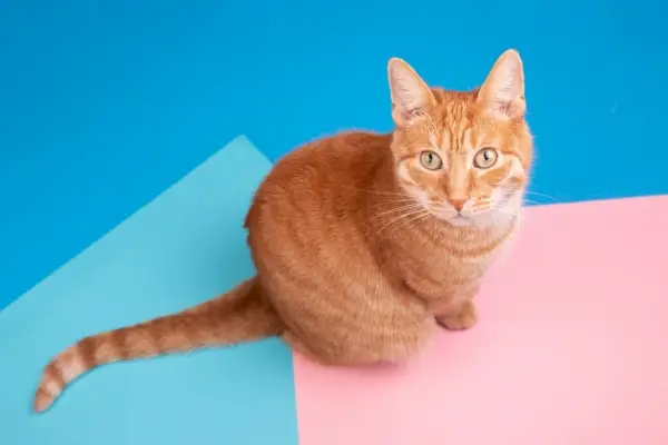 Imagen de un gato moderno y elegantemente vestido con una apariencia única y colorida.