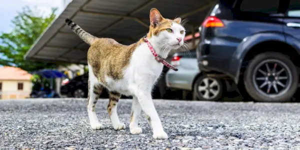 kat går i nærheden af ​​biler