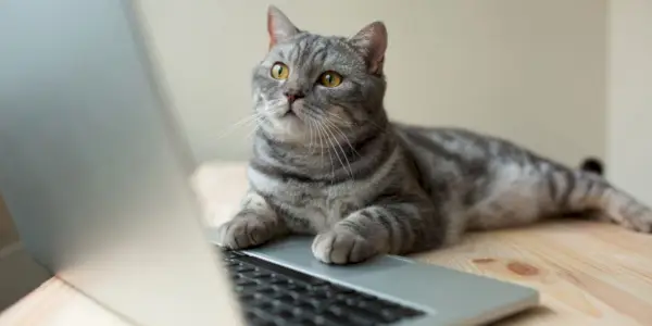 gato olhando para o laptop