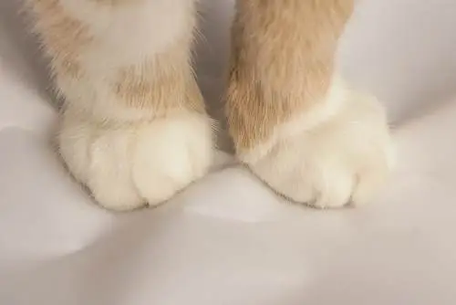 Cautivadora imagen de un gato amasando con sus patas, comportamiento que refleja comodidad, nostalgia y sensación de seguridad.