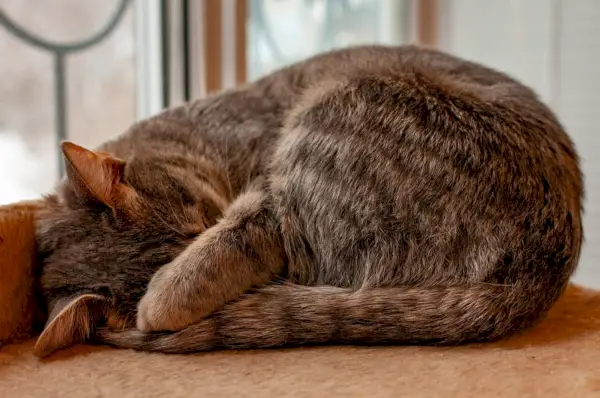 Die grau gestreifte Katze schläft mit einer Pfote, die ihre Schnauze bedeckt