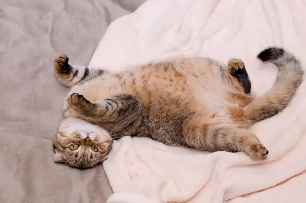 Charmant chat Scottish Fold avec des oreilles pliées distinctives. L’image met en valeur l’apparence unique de cette race, connue pour son adorable oreille pliée.