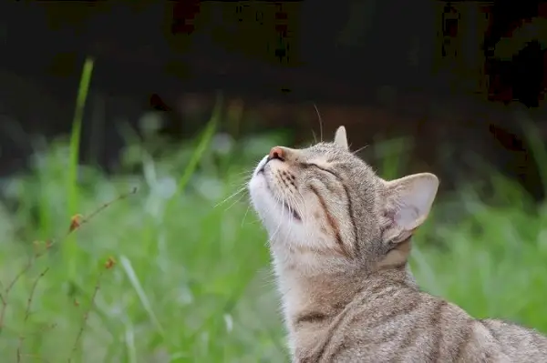 klinkt waar katten dol op zijn