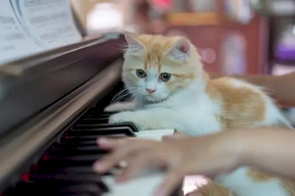 Van welke geluiden houden katten?