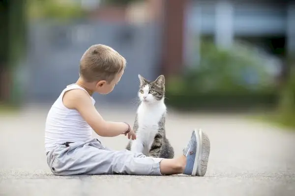 ça ressemble à des chats