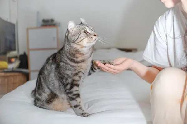 Una imagen que muestra a un gato extendiendo su pata en un gesto amistoso hacia un humano.