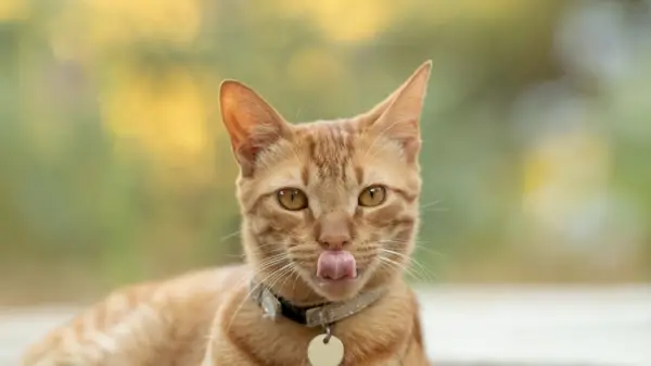 Primer plano de un gato