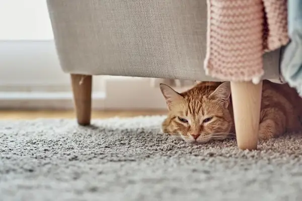 Verstopte kat die achter een gordijn vandaan gluurt, met nieuwsgierige ogen en trillende oren.