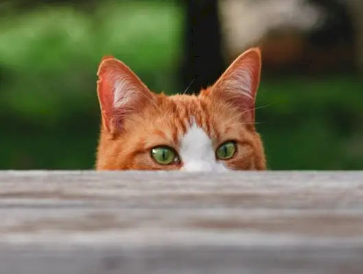 Verlegen katten trekken zich voorzichtig terug en zoeken schuilplaatsen tussen dozen en meubels.