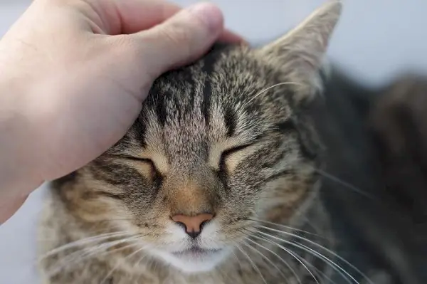 Personne caressant doucement un chat content et détendu, formant un lien par le toucher et l'affection.