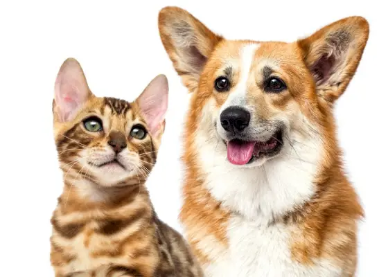 Ein Corgi und ein Kätzchen interagieren spielerisch und sind ein Beispiel für bezaubernde Freundschaft und freudige Kameradschaft zwischen verschiedenen Arten.