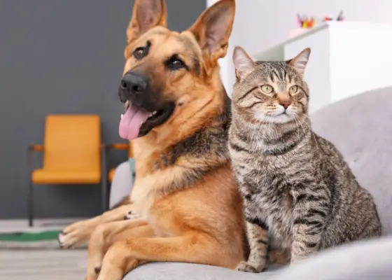 Un gato y un perro conviviendo pacíficamente en un sofá, mostrando armoniosa compañía y relajación entre especies.