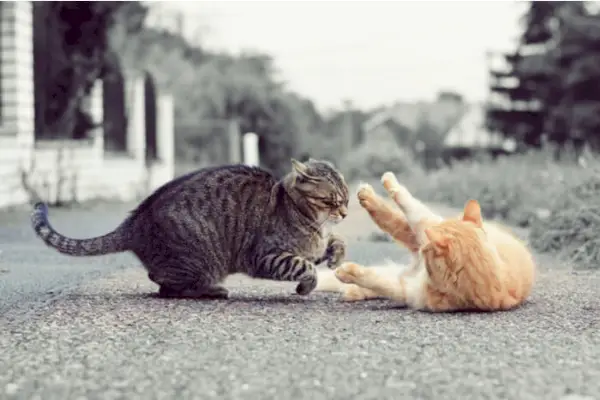 Katten vastgelegd in een moment van interactie, waardoor de vraag rijst of ze vechten of spelen, en de complexiteit van het gedrag van katten wordt getoond.