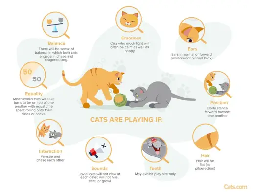 Une image illustrant les signes indiquant que les chats adoptent un comportement ludique, mettant en évidence les indices qui indiquent leur nature joyeuse et interactive.