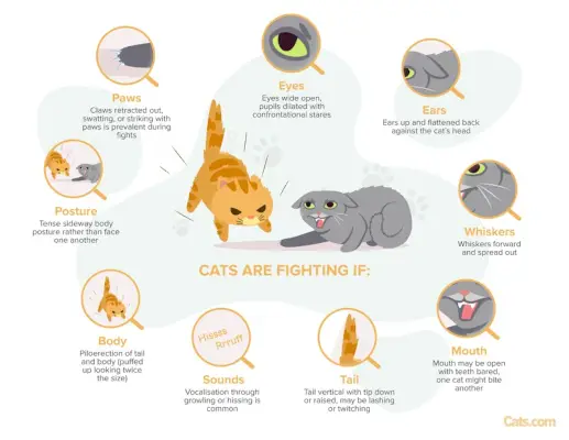 Une image illustrant les signes indiquant que les chats peuvent être engagés dans une bagarre, mettant en évidence les indices indiquant une agression potentielle et un conflit entre les compagnons félins.