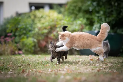 O imagine intensă înfățișând două pisici în mijlocul unei lupte, ilustrând un moment de potențială agresiune și conflict între indivizii feline.