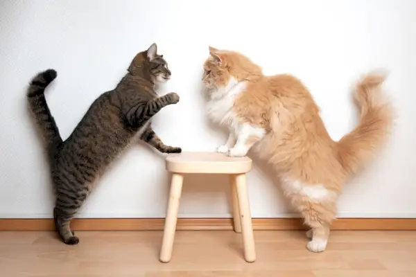 Una imagen que muestra gatos participando en interacciones que desdibujan la línea entre pelear y jugar, resaltando la naturaleza a veces ambigua del comportamiento felino.