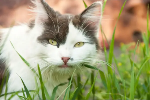 O pisică adorabilă, gri și albă, care stă în mijlocul unui pat de iarbă verde luxuriantă, privind curioasă la cameră.