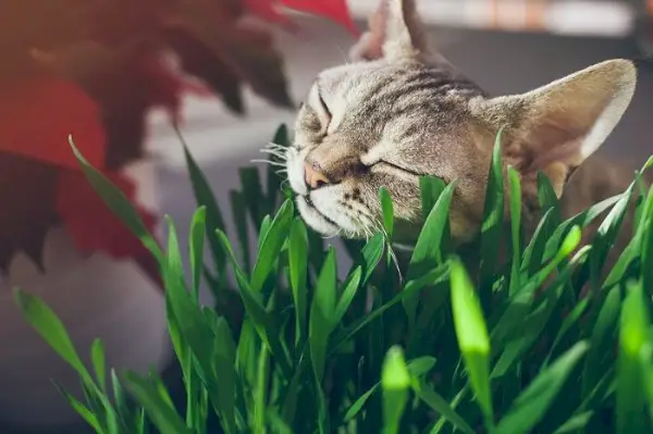 Yemyeşil yapraklarla çevrili, canlı kedi çimi parçasını kemiren mutlu bir tekir kedinin yakın çekimi.