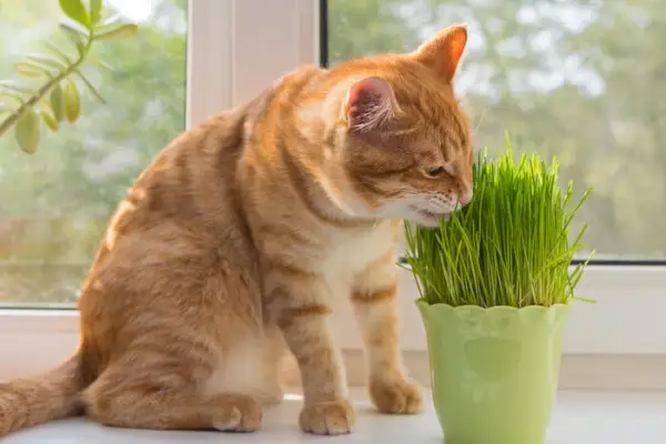 Ein verspieltes orangefarbenes Kätzchen rollt und erkundet fröhlich inmitten eines dichten Bettes aus frischem Katzengras und zeigt dabei grenzenlose Energie.