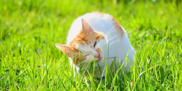 Das Bild einer Katze, die am Gras knabbert, zeigt ihr natürliches Verhalten, nämlich das Fressen von Grünzeug als potenzielle Hilfe für die Verdauung oder das instinktive Verhalten.