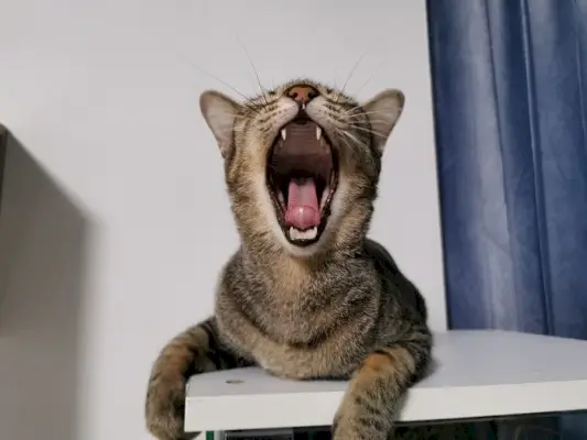 cat participó en un dúo vocal, uno aullando y el otro maullando, mostrando su diversa y expresiva gama de técnicas de comunicación.