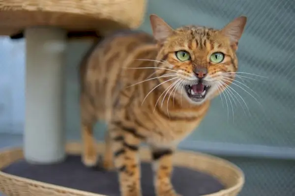 Un gatto solitario catturato nel mezzo di un lamentoso ululato, che proietta la sua voce con intensità, forse trasmettendo sentimenti di solitudine, curiosità o desiderio di connettersi.