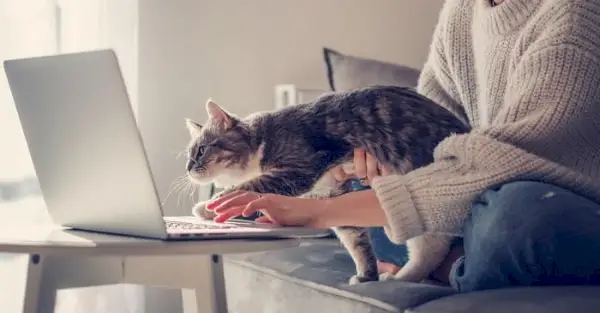 Amüsante Szene einer Katze, die auf einer Laptoptastatur sitzt und scheinbar eine Person unterbricht