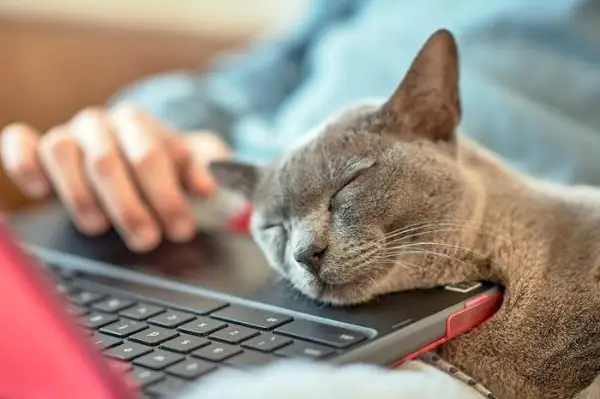 Charmant beeld van een kat die liefdevol zijn gezicht tegen een laptop wrijft, waarbij het kattengedrag van geurmarkering en troost wordt getoond.