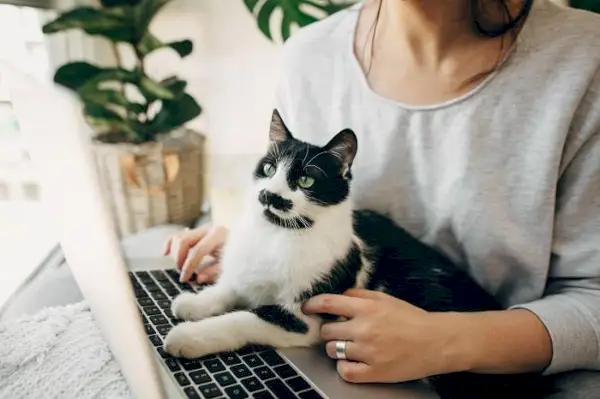 Immagine che cattura un gatto sdraiato sulla tastiera di un laptop con una persona nelle vicinanze, a simboleggiare la compagnia e la connessione tra felini e umani in un moderno mondo digitale.