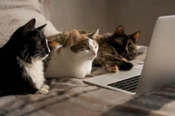 Immagine adorabile di tre gatti che guardano con curiosità lo schermo di un laptop, catturando il loro intrigo collettivo e il loro coinvolgimento con il mondo digitale.