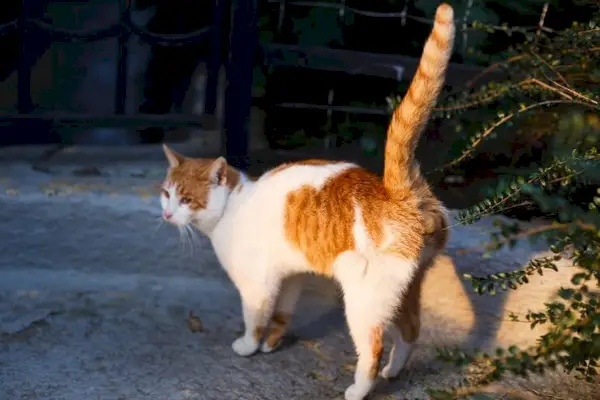 Kedi idrar yapıyor.