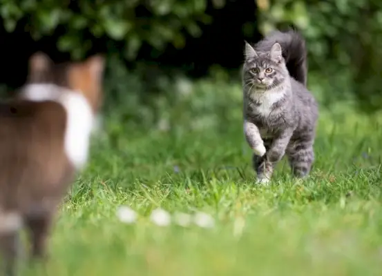 Katt närmar sig en annan katt.