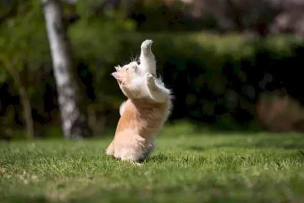 Natuurlijk jachtgedrag bij katten.