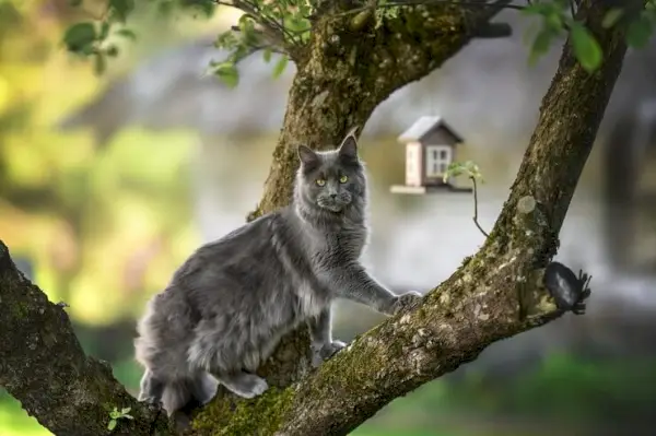 İçgüdüsel kedi davranışı.