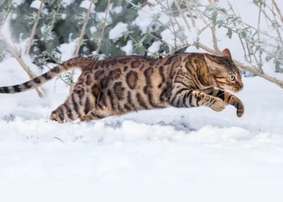 Bengalkatze im rasanten Lauf.