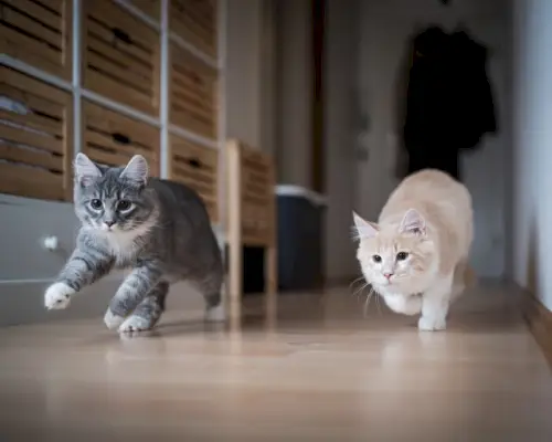 Gato corriendo con velocidad y gracia.