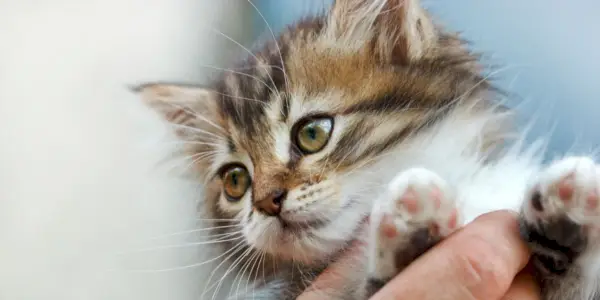 Les chats peuvent-ils détecter l'autisme ?