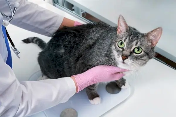 Um gato em check-up veterinário, enfatizando a importância de exames de saúde regulares para garantir o bem-estar dos nossos amigos felinos.