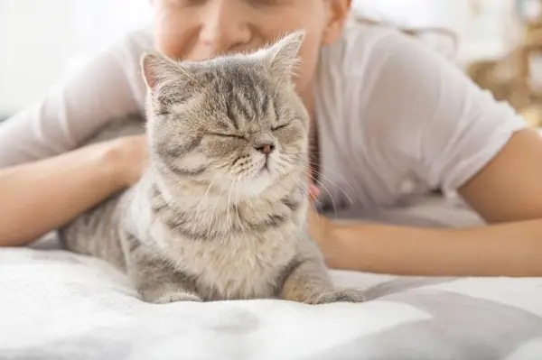 Um gato fofo com os olhos fechados, parecendo sereno e contente enquanto descansa.