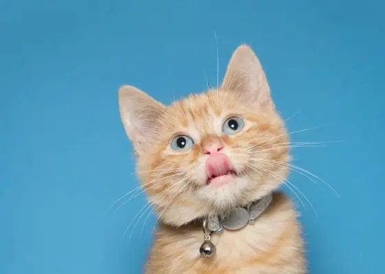 Um gato capturado no meio da lambida, com a língua roçando delicadamente os lábios, mostrando um comportamento felino de higiene.