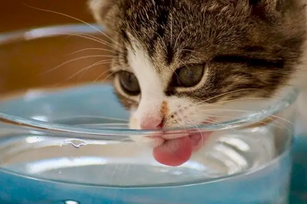 Un simpatico gattino che si disseta bevendo delicatamente l'acqua, catturato in un momento rinfrescante.