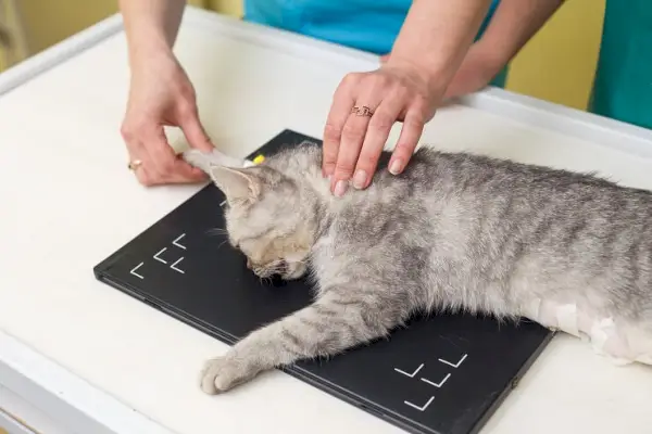 L'immagine sfortunata di un gatto con un tumore visibile, che sottolinea l'importanza delle cure veterinarie e della diagnosi precoce per gli animali domestici.