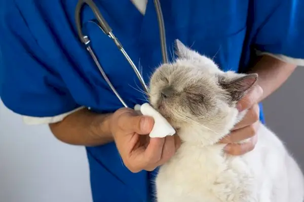 Um gato apresentando sinais de sinusite, condição que pode afetar a saúde respiratória, ressaltando a importância do pronto atendimento e tratamento veterinário.