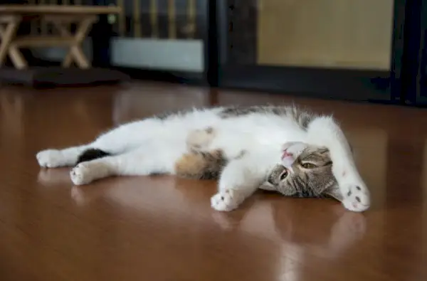 Les chats s'engagent dans des activités sociales, affichant leur affinité pour les liens et la communication par le biais de contacts physiques.